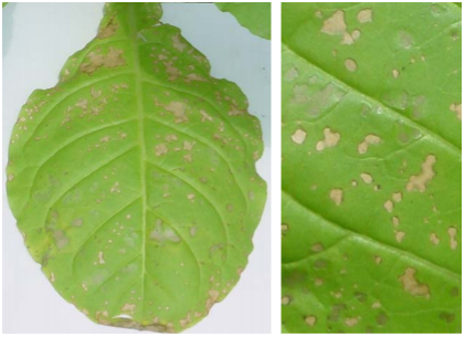 Figura 1: Fotos das necroses provocadas por ozônio em folhas de N. tabacum ‘Bel W3’.